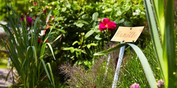 Blühende Blumen im Garten des Seniorencentrums.