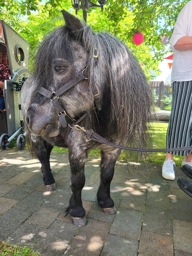 Pony Ilbao im Garten.