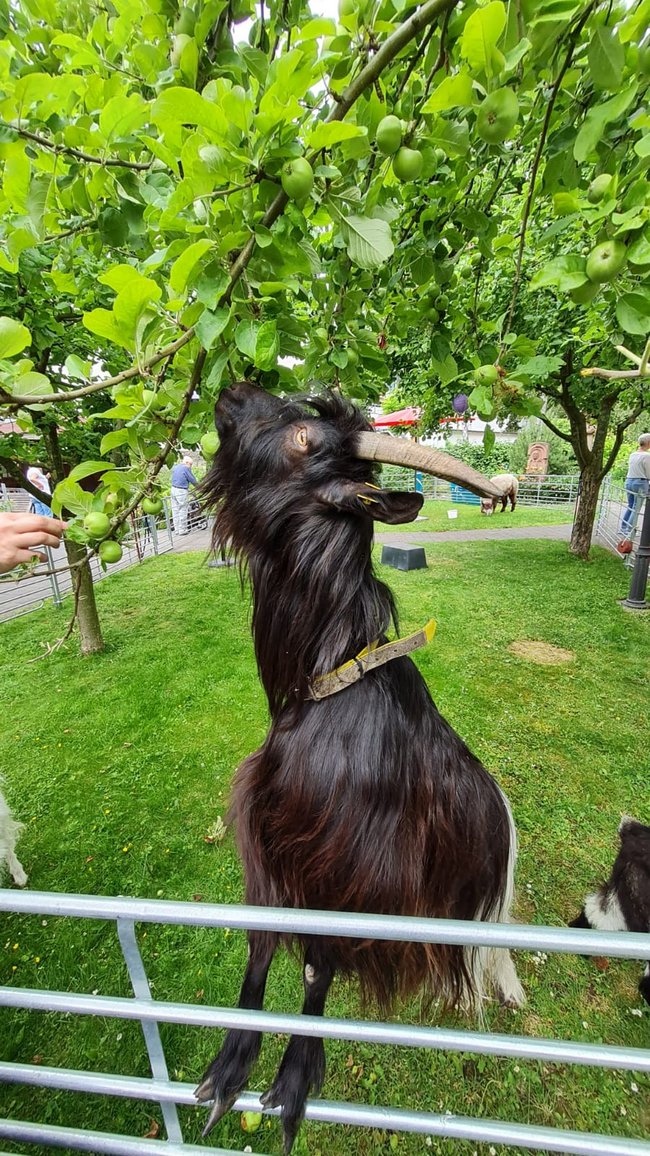 Die Ziege frisst im Garten des Pflegeheims St. Antonius die Blätter vom Baum.