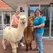 Die zwei Alpakas vor dem Haupteingang mit einer Mitarbeiterin und Besitzerin Julianne Weber.