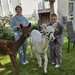 Ein braunes und ein weißes Alpaka mit zwei lachenden Mitarbeiterinnen des Sozialen Dienstes im Garten.