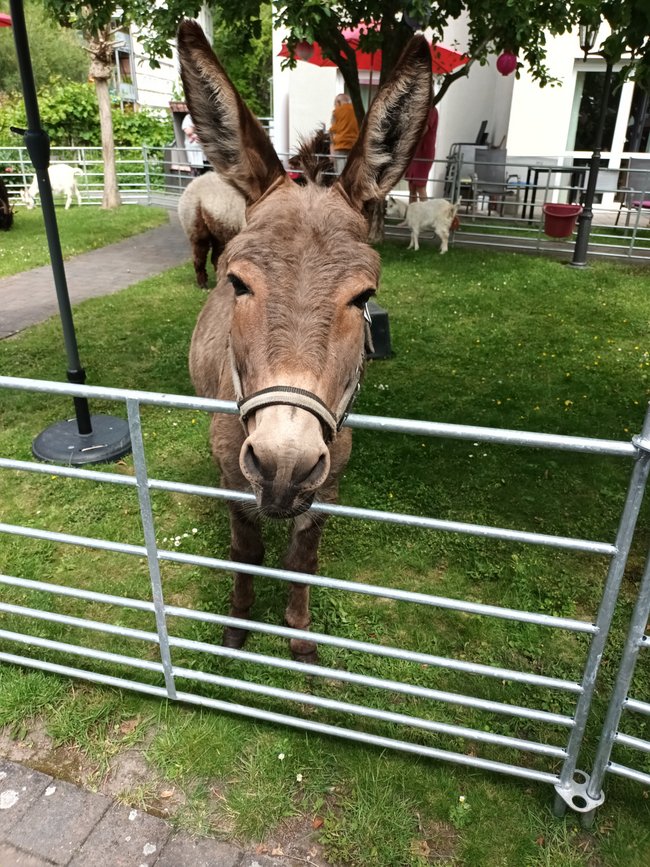 Der Esel steht im Garten auf der Wiese im Pflegeheim St. Antonius..