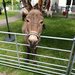 Der Esel steht im Garten auf der Wiese im Pflegeheim St. Antonius..