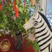 Der Maibaum mit dem St. Antonius Zebra vor der Cafeteria.