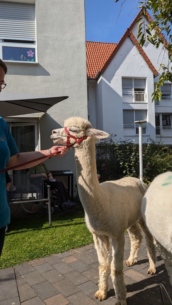 Das Alpaka steht im Garten.