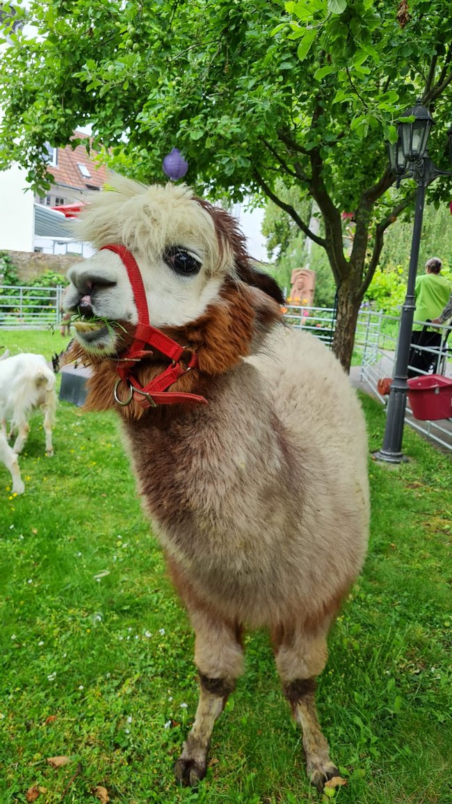 Das Alpaka lässt sich das Gras schmecken.