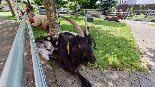 Die Ziegen liegen im Schatten im Garten.