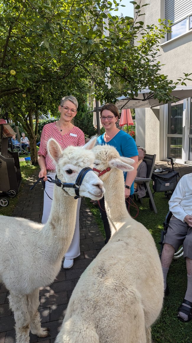 Zwei Alpakas besuchten mit Besitzerin Julianne Weber das Seniorencentrum St. Antonius im Garten. Elke Ruckebier, Mitarbeiterin im sozialen Dienst, begleitete den Besuch.