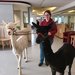 Die Alpakas Leo und Kasi mit ihrer Besitzerin Julianne Weber auf den Fluren im Seniorencentrum St. Antonius.